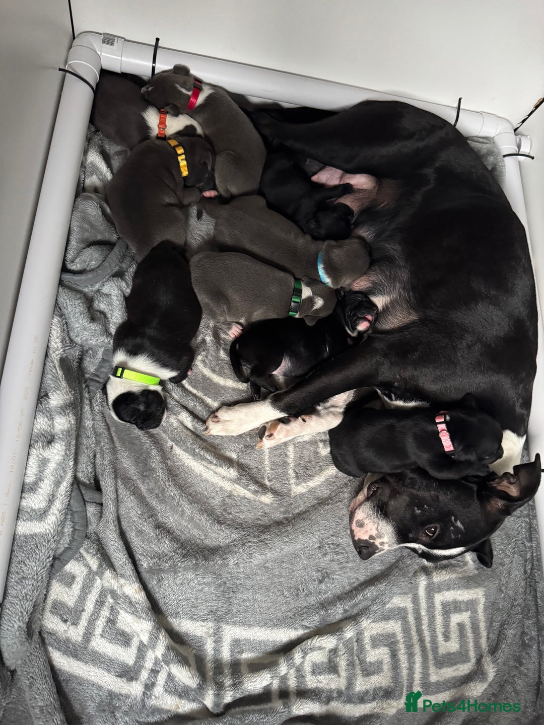 Staffordshire Bull Terrier dogs for sale: 9 chunky stuffy puppies - Image 1