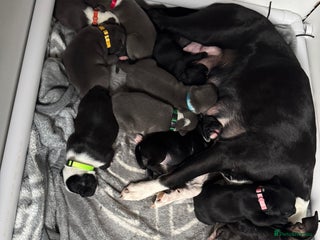 Staffordshire Bull Terrier dogs - Advert 26
