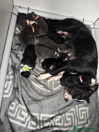 Staffordshire Bull Terrier dogs - Advert 13