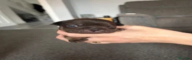 French Bulldog 2