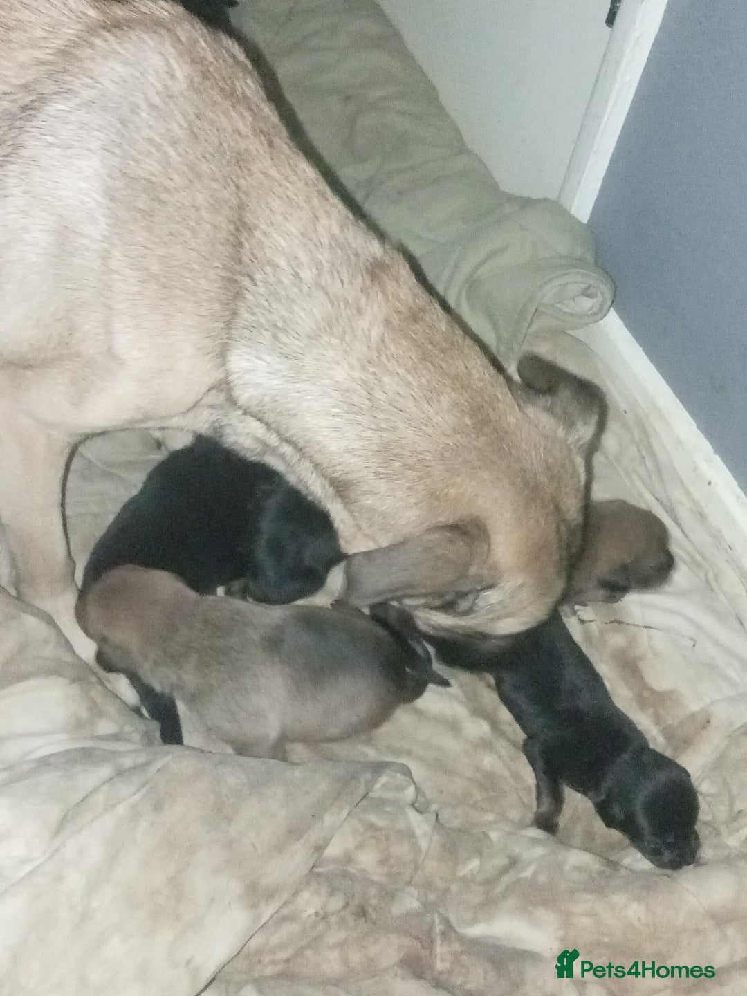 Mixed Breed dogs for sale: 2 brown 3 black Rottweiler German shepherd staffie - Advert 10