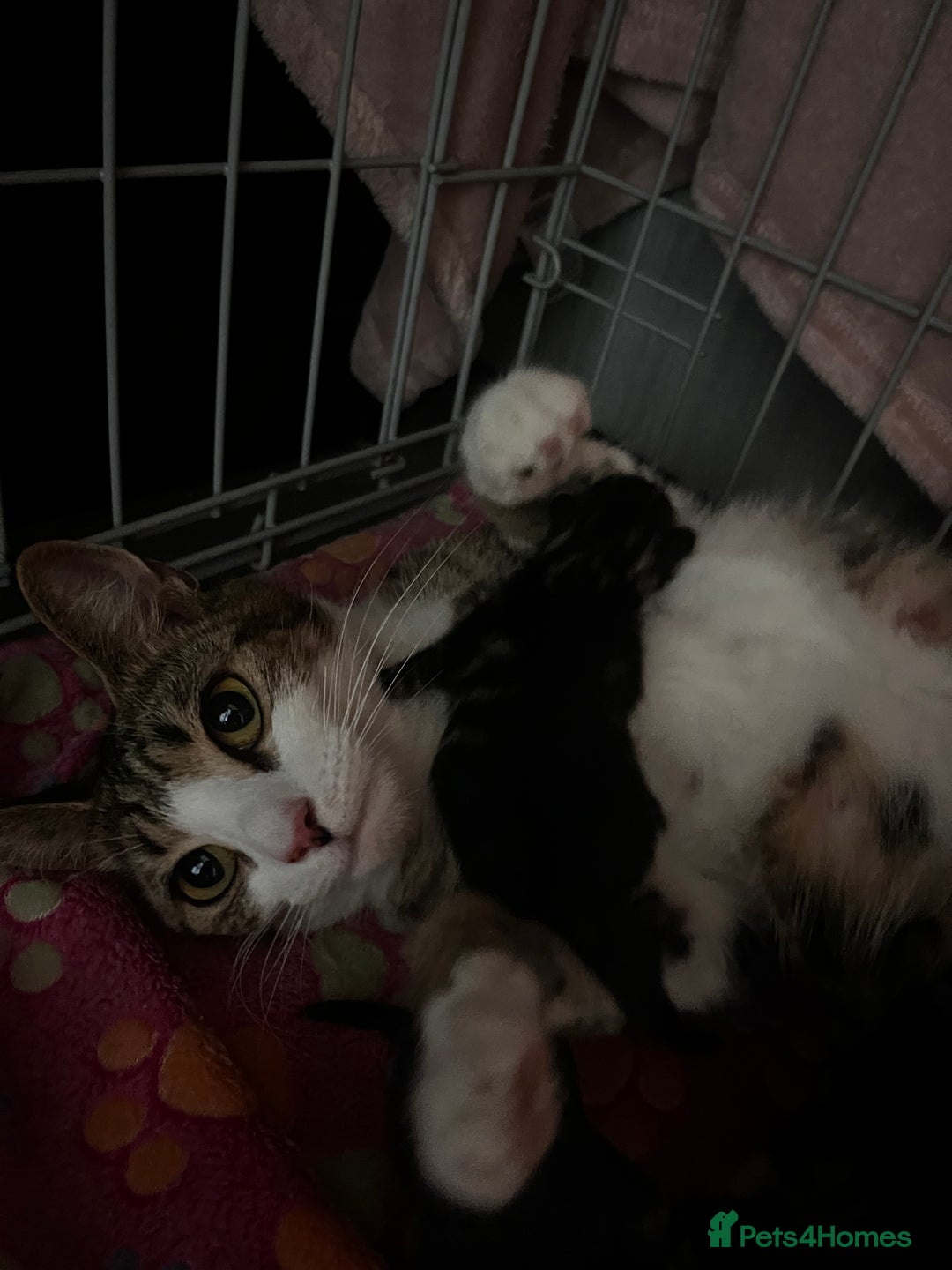 Domestic Shorthair cats for sale: tabby kittens for sale - Image 14