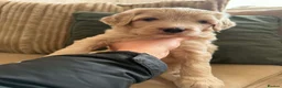 Bordoodle dogs for sale: ADORABLE F1B  BORDOODLE PUPPIES AVAILABLE NOW!! - Advert 10