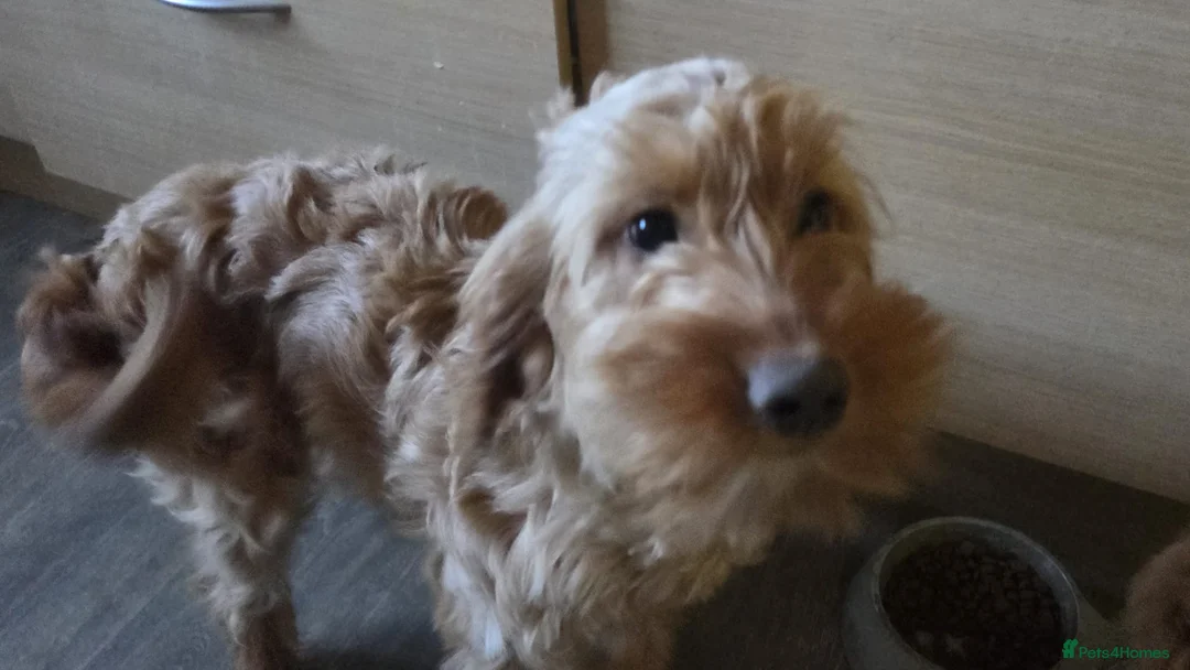 Cockapoo dogs for sale: Daisy - Advert 3