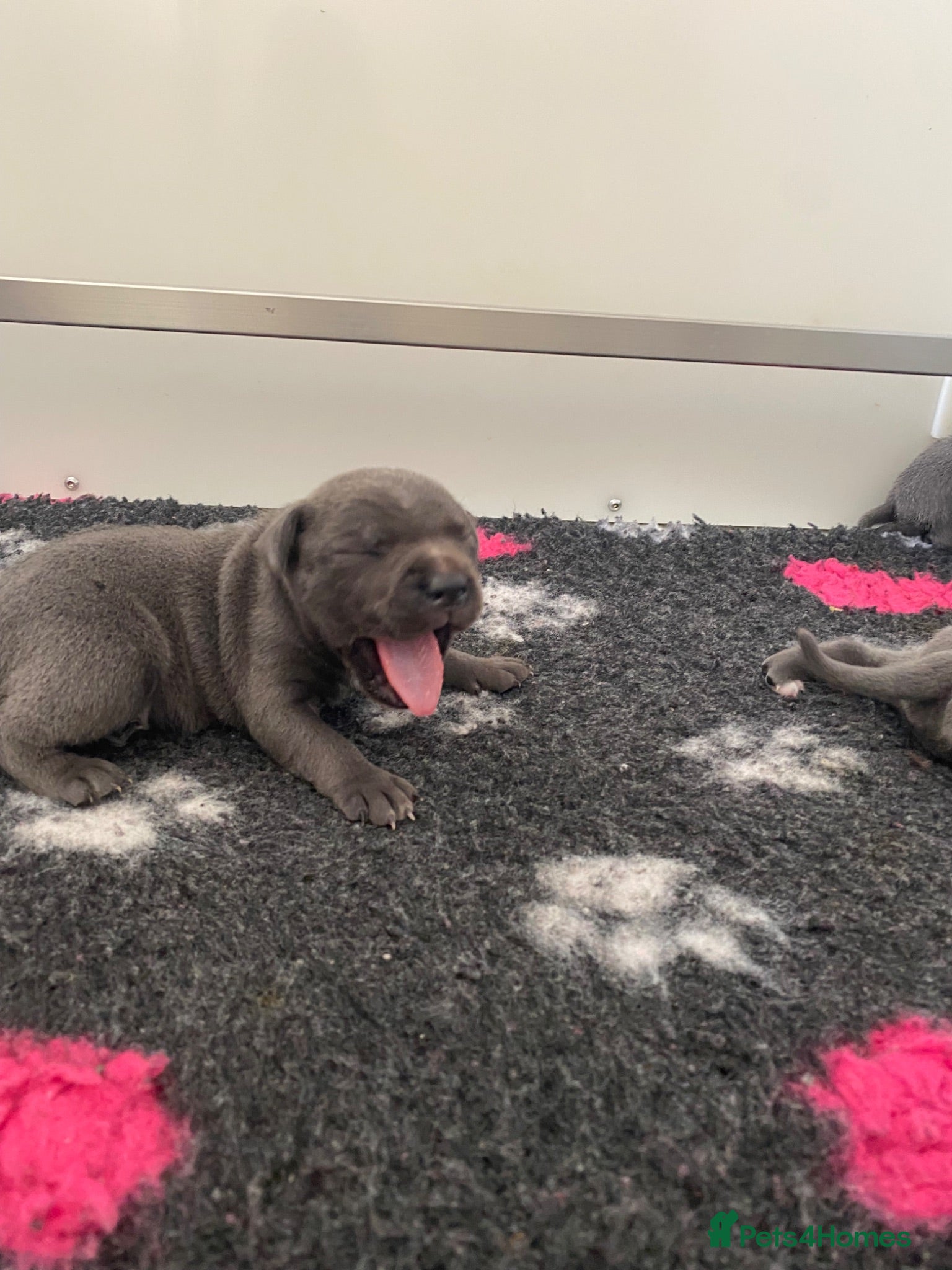 Staffordshire Bull Terrier dogs World renowned Samtan Blue Dozer Pups  - Advert 11