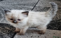 Ragdoll cats for sale: Beautiful Ragdoll  - Image 3