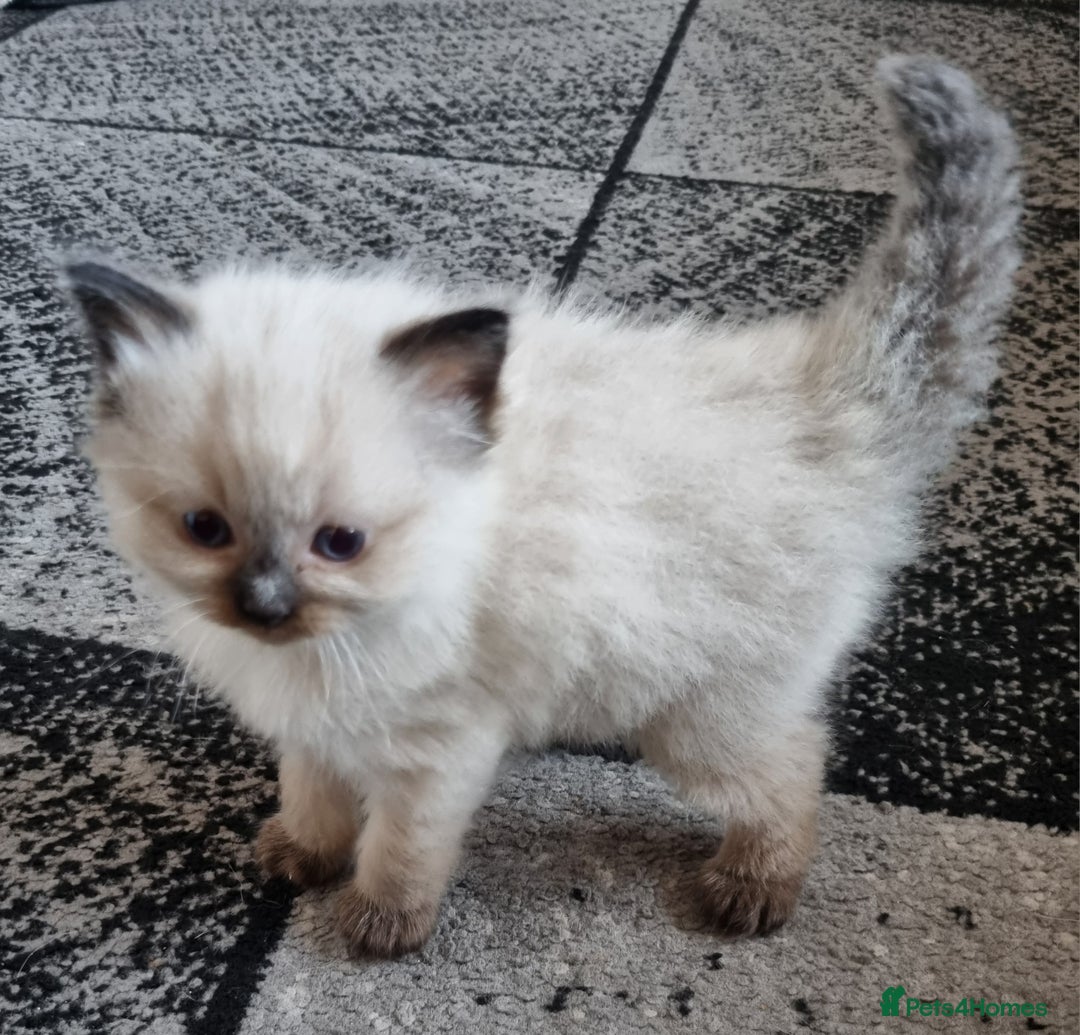 Ragdoll cats for sale: Beautiful Ragdoll  - Image 3