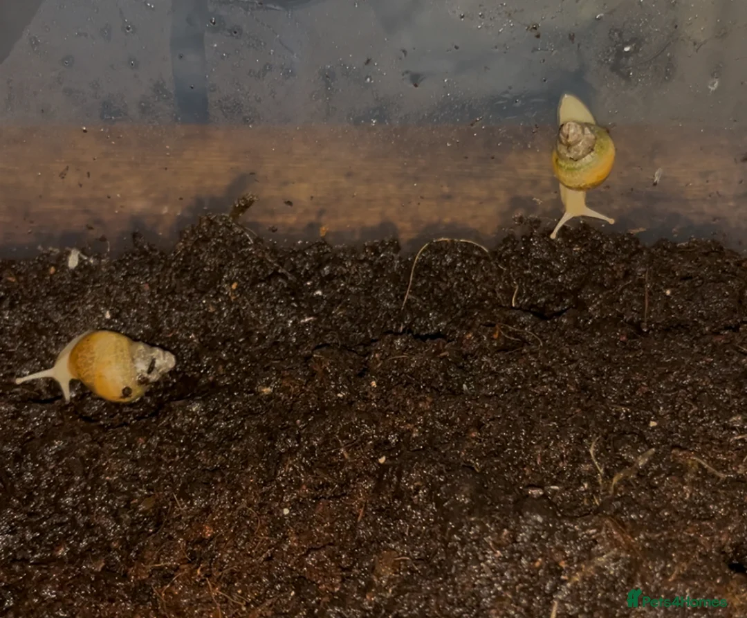 Snails invertebrates for sale: FREE ALBINO/WILD MORPH GALS BABIES - Advert 5