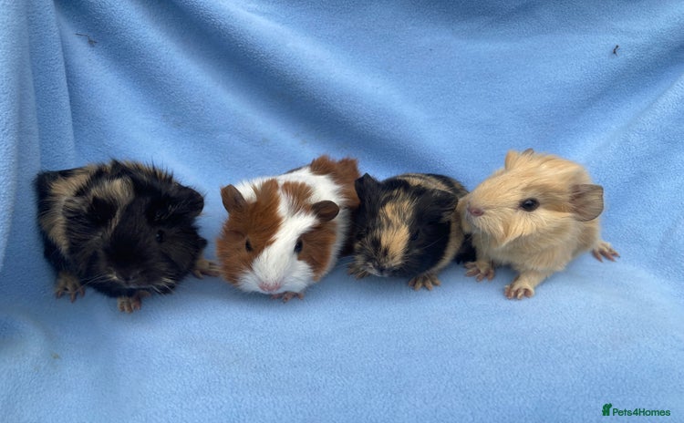 Guinea Pig rodents - Advert 1