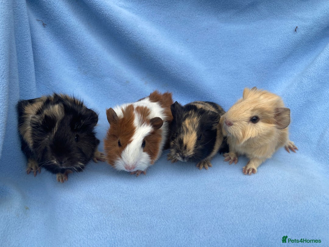 Guinea Pig rodents for sale: 2 male 2 female baby guinea pigs - Image 1