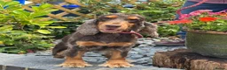 Cocker Spaniel dogs for sale: Rebel - KC Registered Chocolate & Tan Cocker  - Advert 5