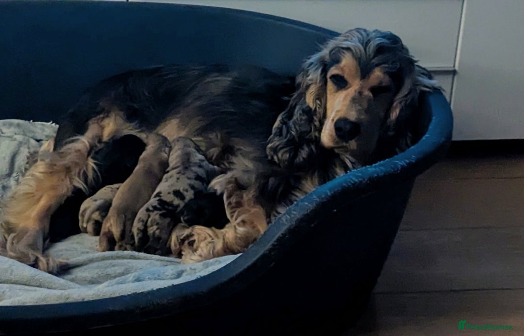 Cockapoo dogs for sale: Adorable F1 cockapoos girls. - Advert 2