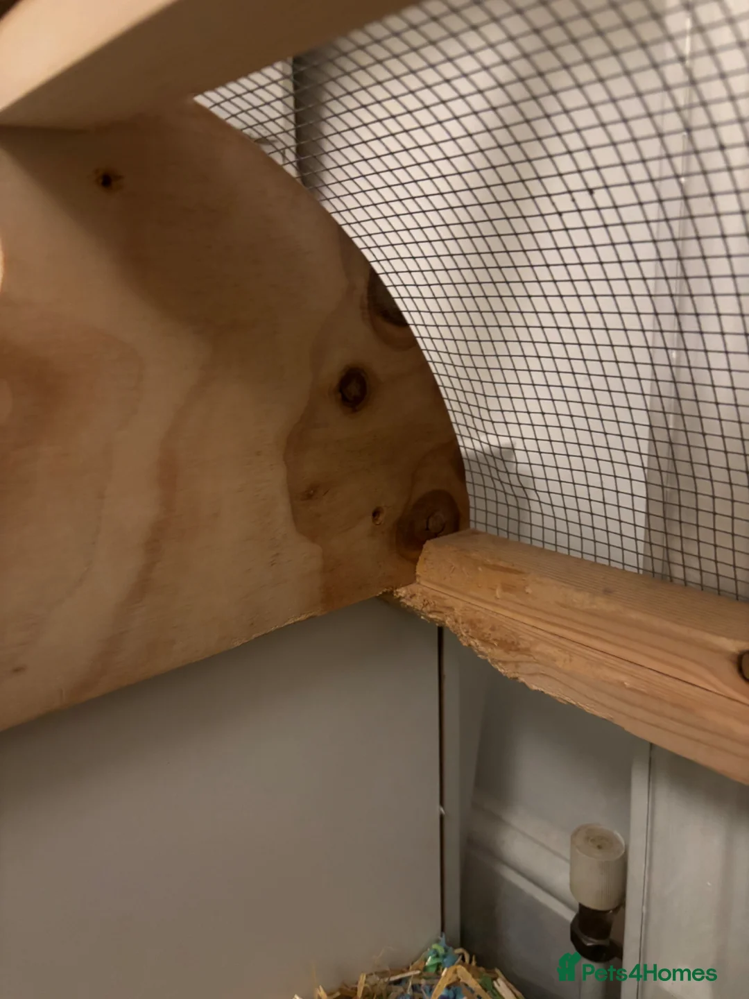 Gerbil rodents for sale: 3 Female gerbils for sale with converted ikea cage - Advert 9