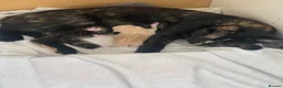 Mixed Breed cats for sale: Light ginger male kitten - Advert 1