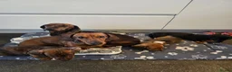 Miniature Dachshund dogs for sale: Miniature Dachshund puppies in Elgin - Advert 6
