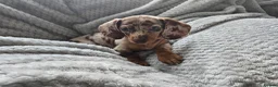 Miniature Dachshund dogs for sale: Only 2 left! Miniature Dachshund Puppies - Advert 9