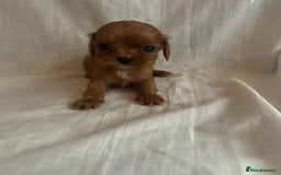 Cavalier King Charles Spaniel dogs for sale: 🐶 KC, RUBY RED cavalier King Charles  - Image 15