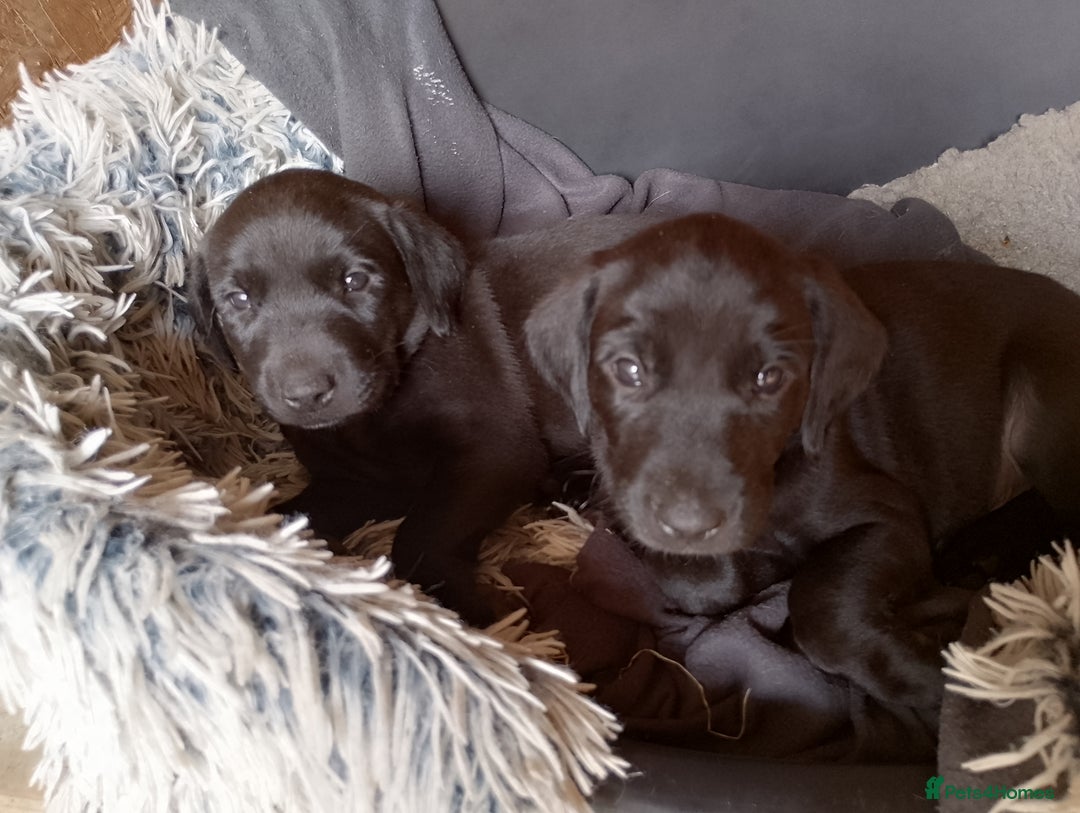 Labrador Retriever dogs for sale: Loving active homes wanted in Axminster - Image 1