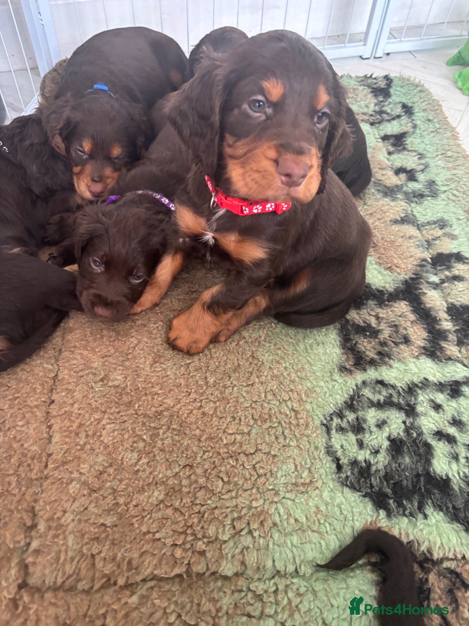 Cocker Spaniel dogs Chocolate and tan working cockers ready now  - Advert 1