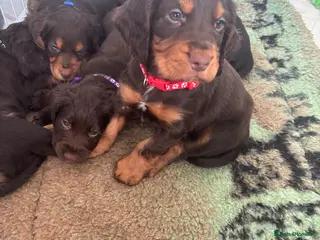 Cocker Spaniel dogs Chocolate and tan working cockers ready now - Advert 1