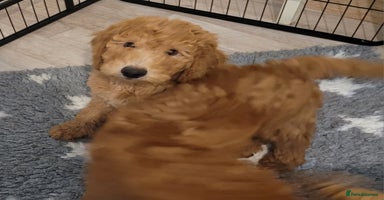 Mixed Breed dogs - Advert 5