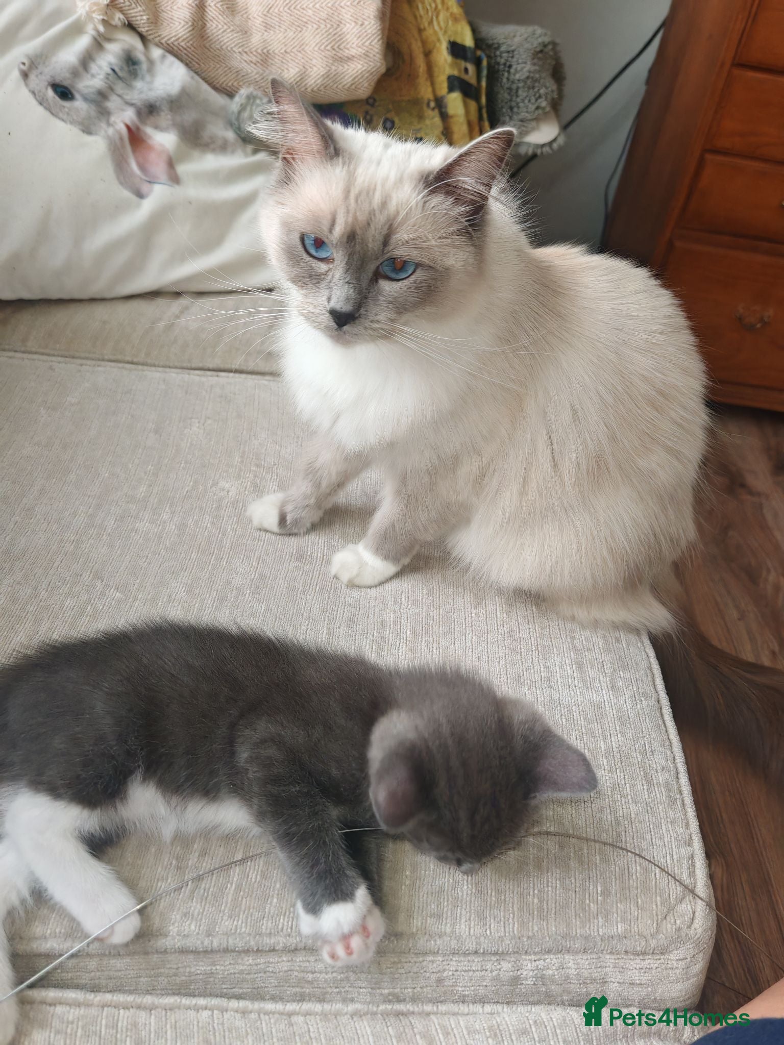 Ragdoll cats Male kitten Ragdoll  Mix - Advert 6