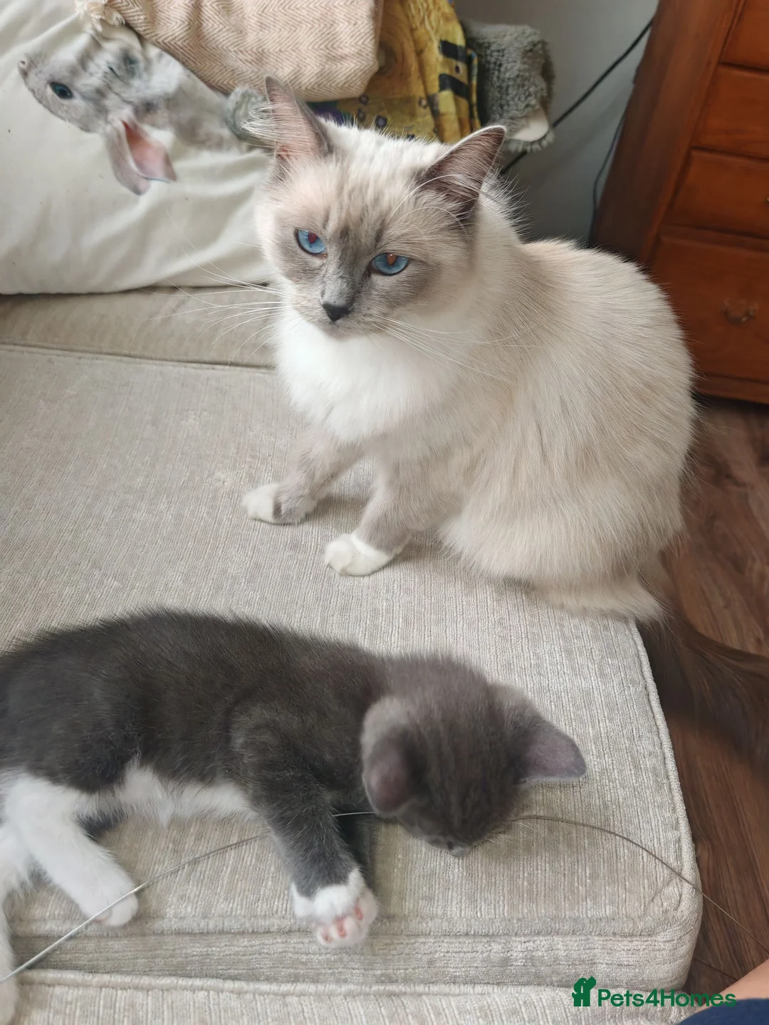 Ragdoll cats for sale: Male kitten Ragdoll  Mix - Advert 1