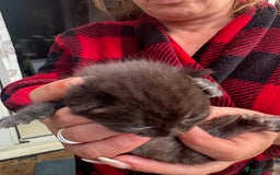 British Shorthair cats for sale: British Shorthair kittens  - Image 21