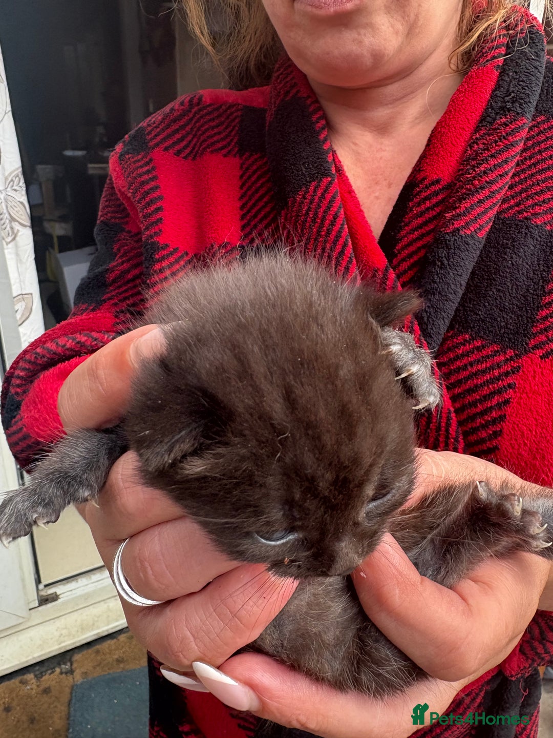 British Shorthair cats for sale: British Shorthair kittens  - Image 21