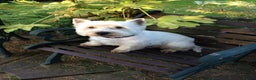 West Highland Terrier dogs for stud: 3 Stud Dogs available in Doncaster - Advert 9