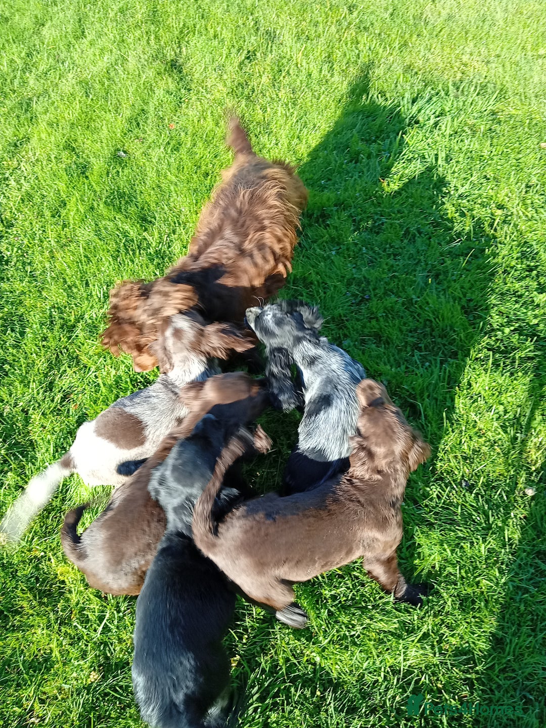 Cocker Spaniel dogs for sale: Working cocker spaniel pups - Image 1