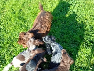 Cocker Spaniel dogs - Advert 2