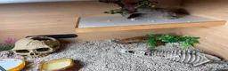 Corn Snake reptiles for sale: Corn Snake (Wild Type) - Advert 11