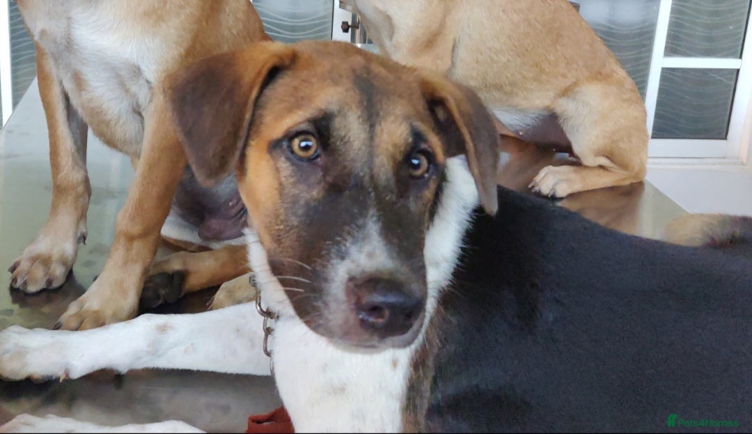 Mixed Breed dogs for sale: Looking for a loving home for one of our 2 Pups! - Image 15
