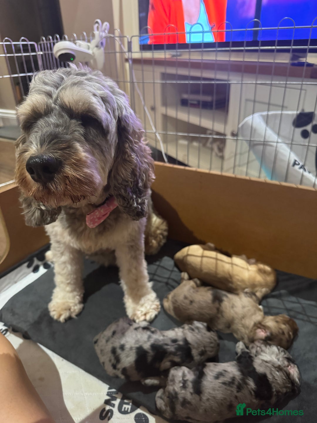 Cockapoo dogs for sale: Merle F1B Cockapoo Puppies - Image 27