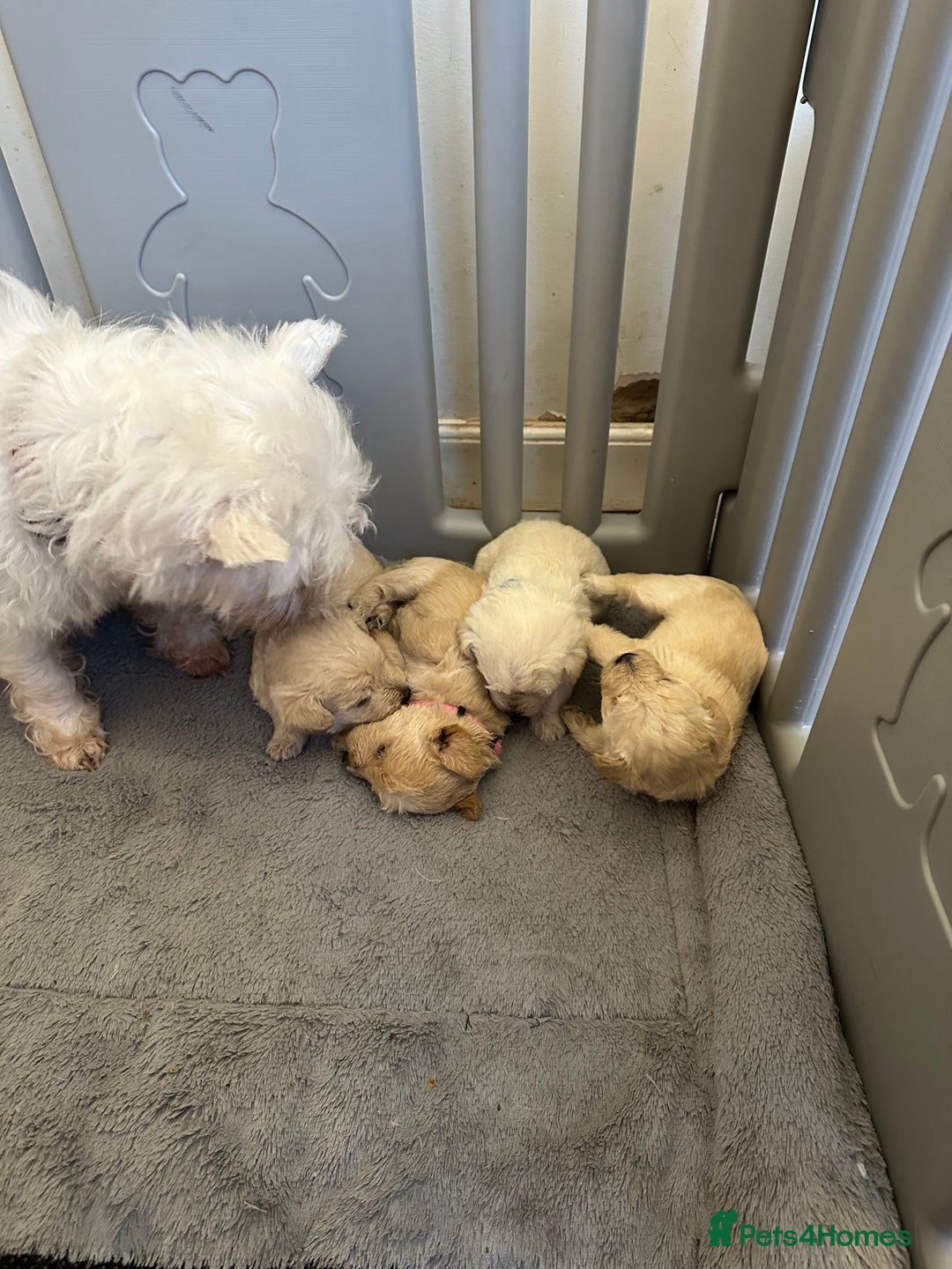 Mixed Breed dogs for sale: Westiepoo puppies - Advert 2