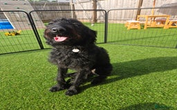 Labradoodle dogs for sale: Labradoodle female  - Image 2