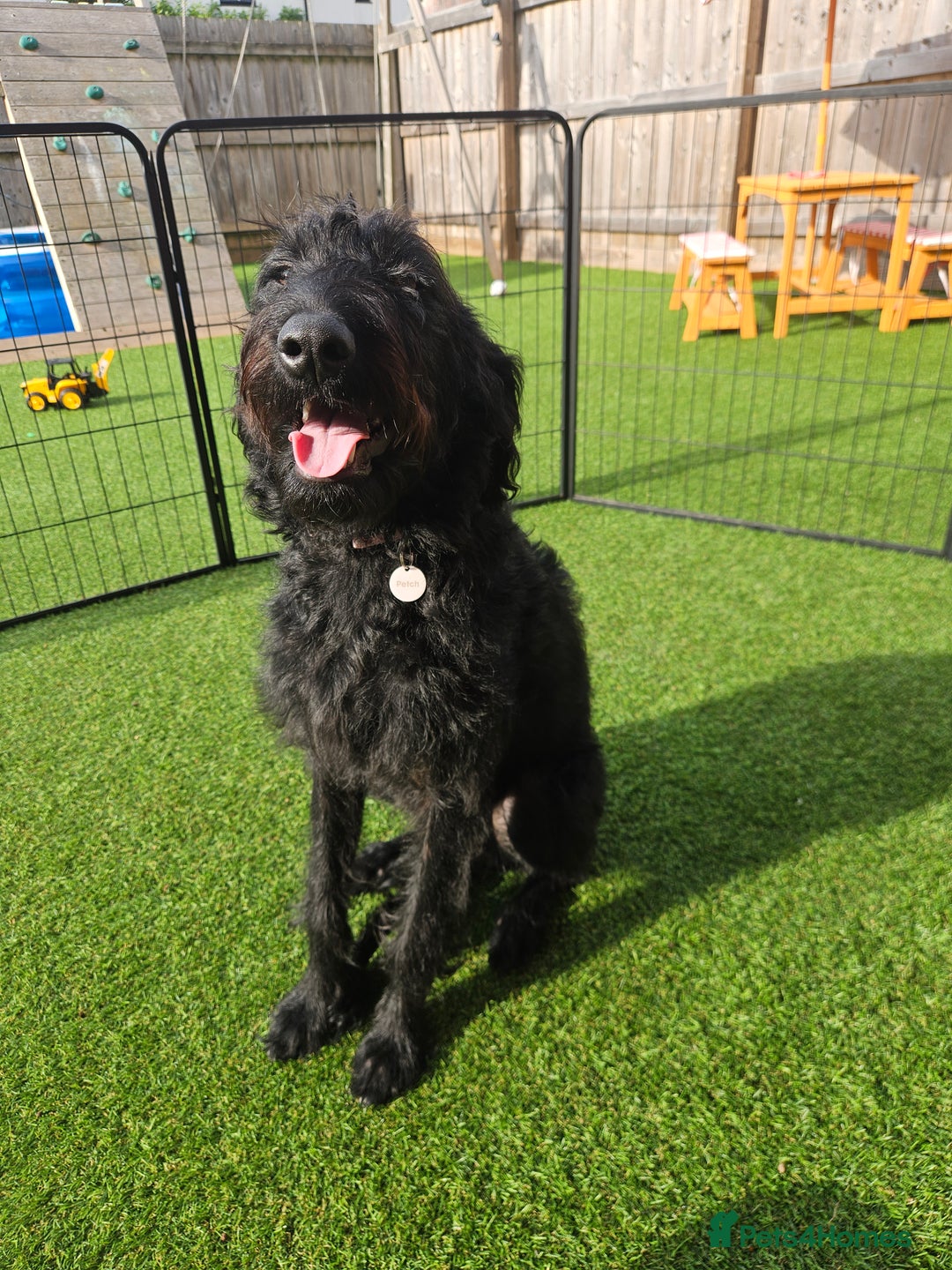 Labradoodle dogs for sale: Labradoodle female  - Image 2