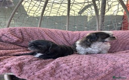 Shih Tzu dogs for sale: 2 shih tzu girls for rehome - Image 4