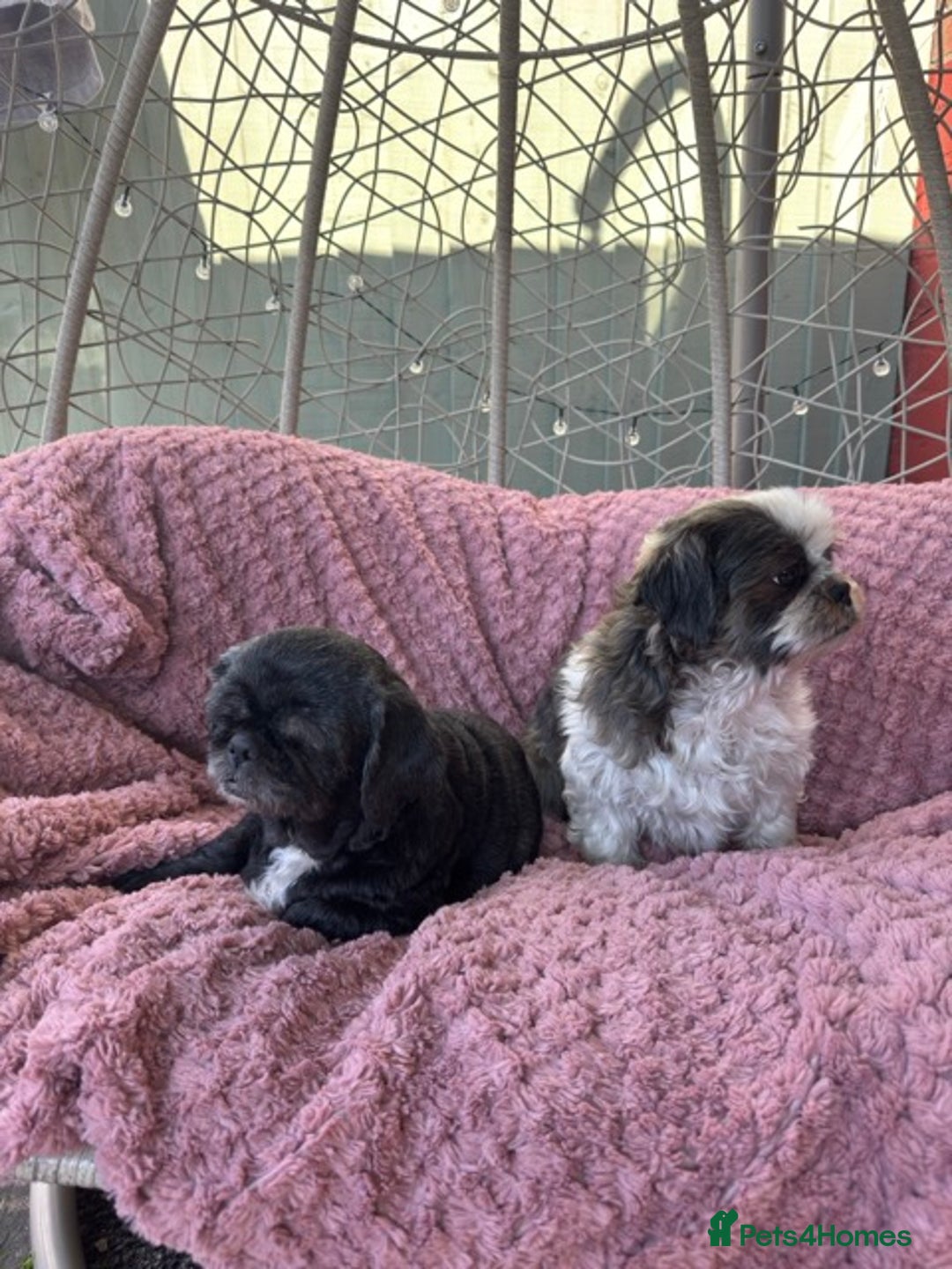 Shih Tzu dogs for sale: 2 shih tzu girls for rehome - Image 4