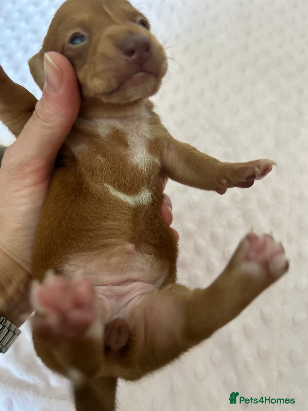Miniature Dachshund dogs for sale: Superb Miniature KC reg Dachshund puppies - Image 7