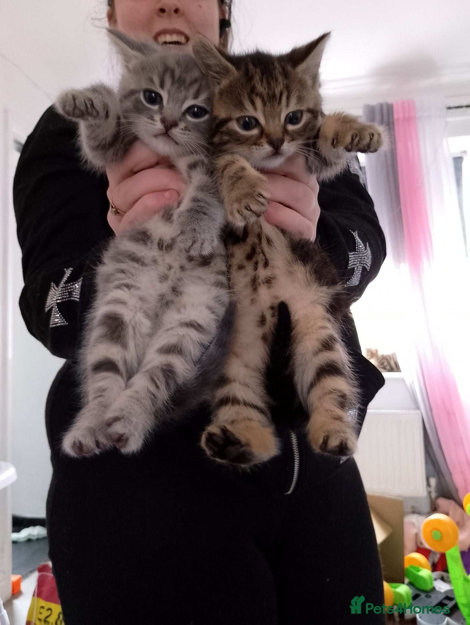 Bengal cats READY NOW Bengal kittens - Advert 10