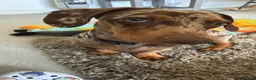 Miniature Dachshund dogs for sale: Cookie the loving 9 month old miniature dachshund  in Mexborough - Advert 5