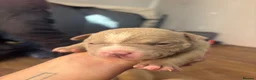 American Bully dogs for sale: Pocket bully pups  in Newcastle upon Tyne - Advert 11