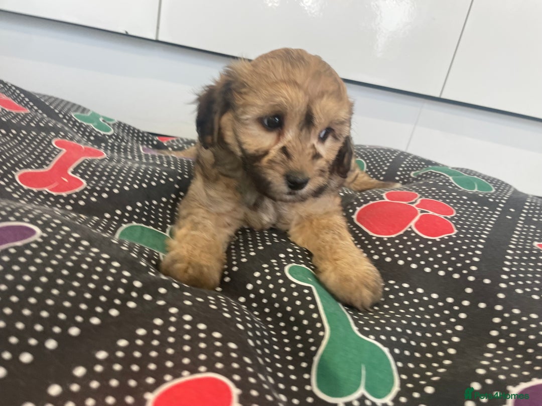 Cavapoochon dogs for sale: Beautiful Cavapoochon puppies for sale  - Image 10