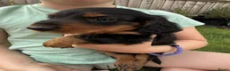 Miniature Dachshund dogs for sale: BEAUTIFUL PUPPIES  - Advert 5