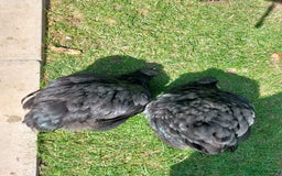 Chickens poultry for sale: Black Orpingtons 1xFemale & 1xMale  - Image 3