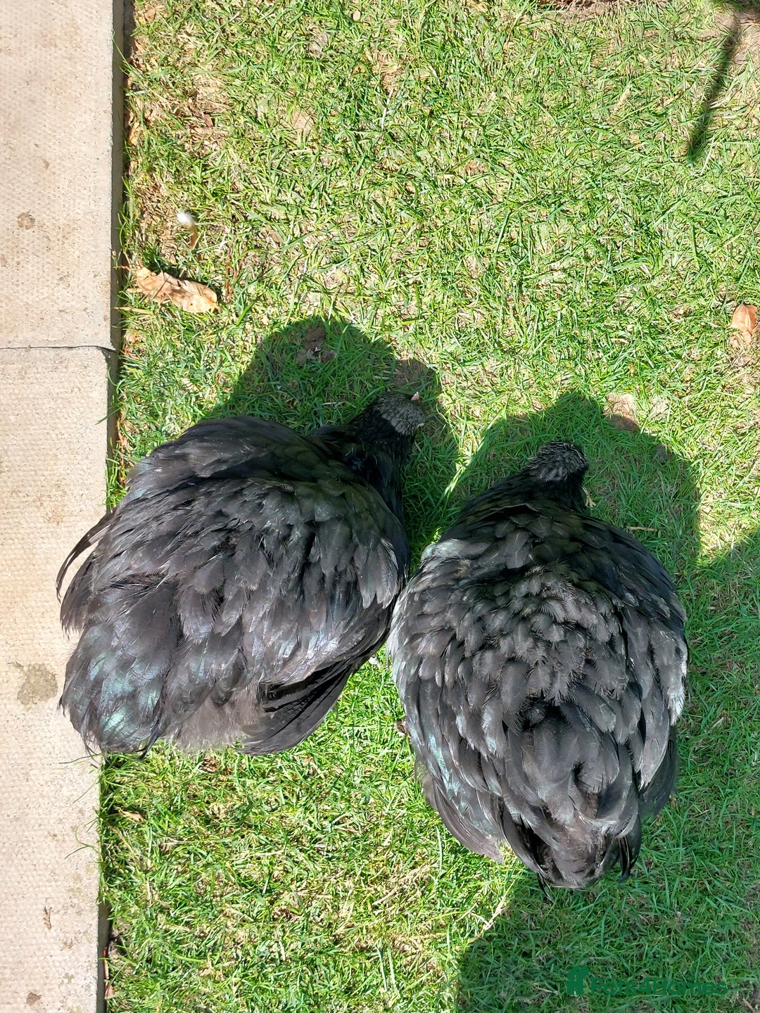 Chickens poultry for sale: Black Orpingtons 1xFemale & 1xMale  - Image 3