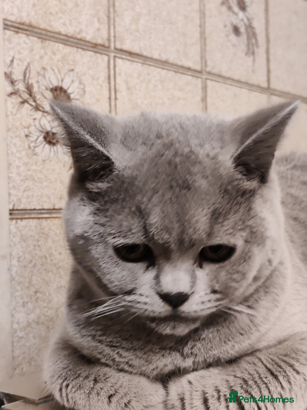 British Shorthair cats for sale: Stunning British Short hair kittens - Image 3