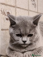 British Shorthair cats - Advert 15